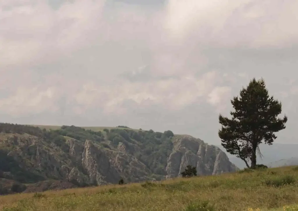 arbre falaise ancrage arbre falaise ancrage